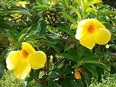 210 Longwood Gardens [2008 August 23]